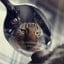 Hypnotica