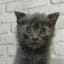 Leonid