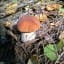 Vladimir Polovnikov