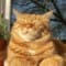 Oleg_Prosto