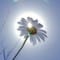 Anna_K