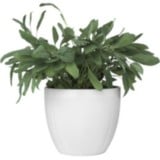 Растения, кашпо, горшки