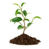 Газоны, саженцы, семена и уход за растениями