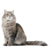 Для кошек