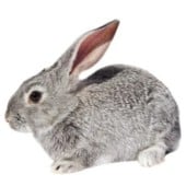 Для грызунов и хорьков